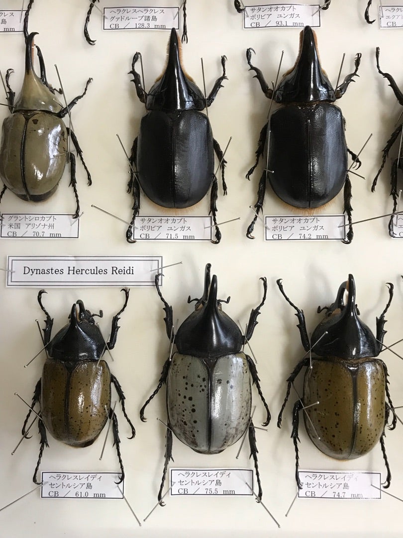 ☆ Dynastes属 標本！ヘラクレス・レイディ・ブルー 更新