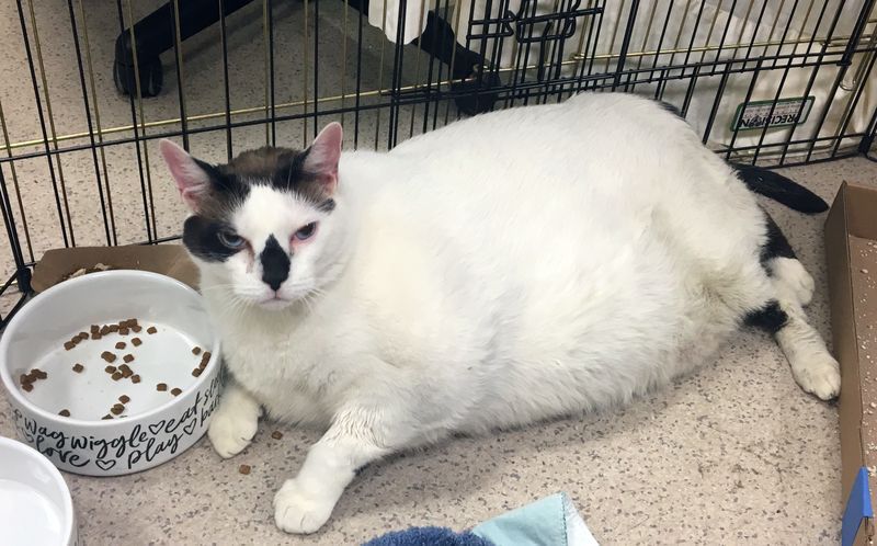 ギネス級18.6kg! これが保護された超デブ猫の姿 | 猫15匹+犬2匹と寝て