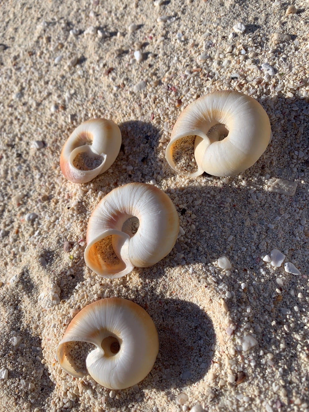 ヒロベソカタマイマイ | PERMS HAIR 松戸店 スタッフブログ