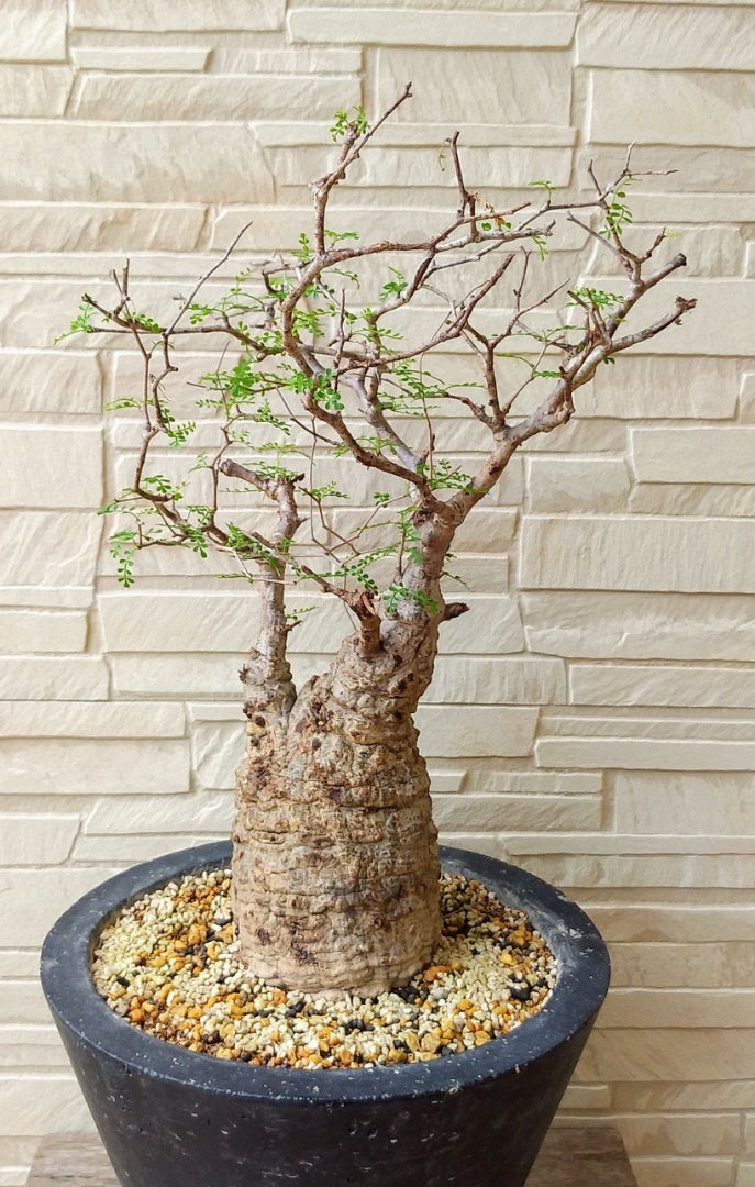 手作植木鉢 Lサイズ 検（ 塊根植物 グラキリス パキプス アガベ) - 手