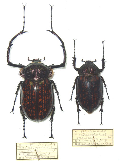 ゲストロイテナガコガネ | World beetle museum & Astro-Observatory