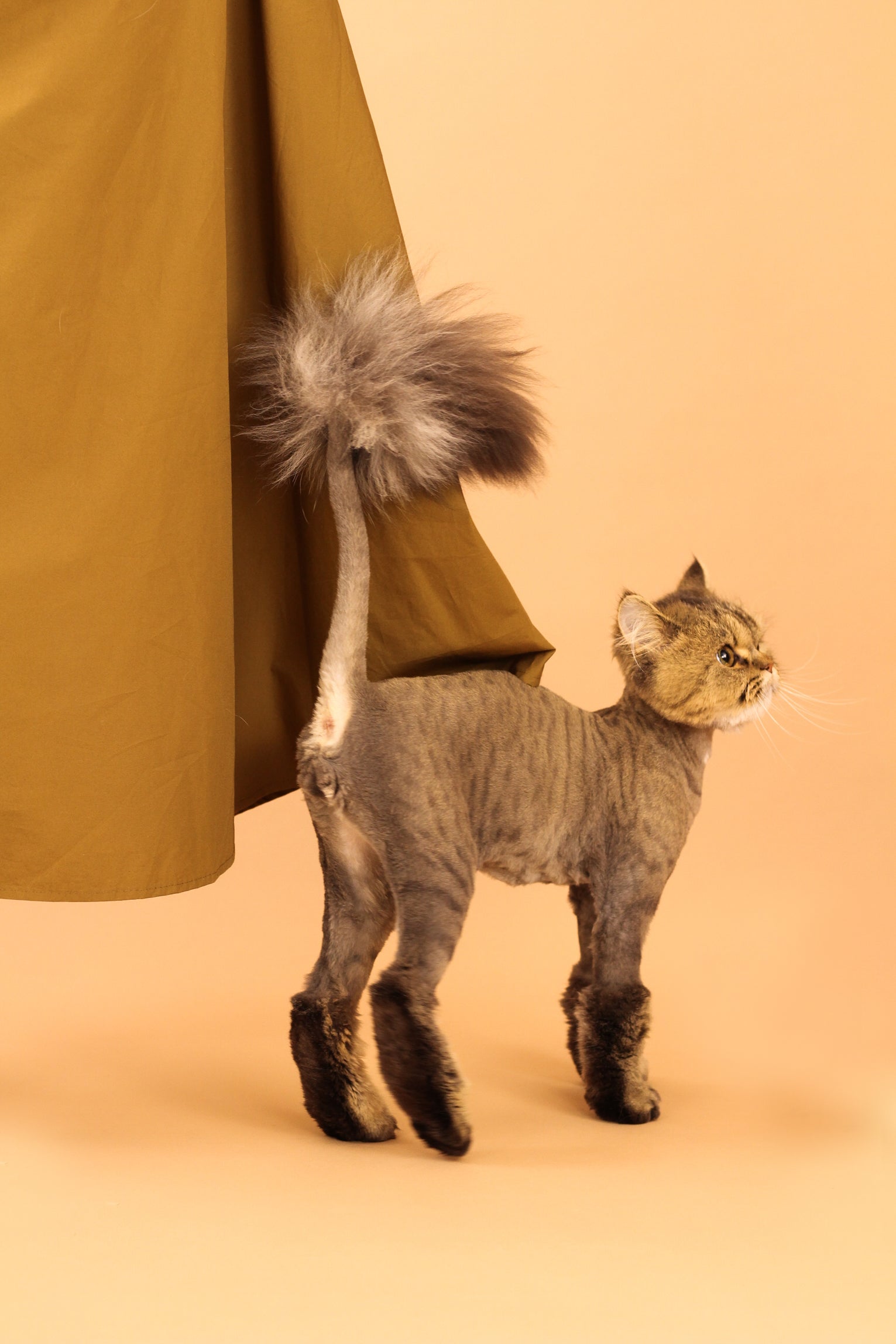 Cat leotard この猫は誰の猫？ | unoa Daily Blog