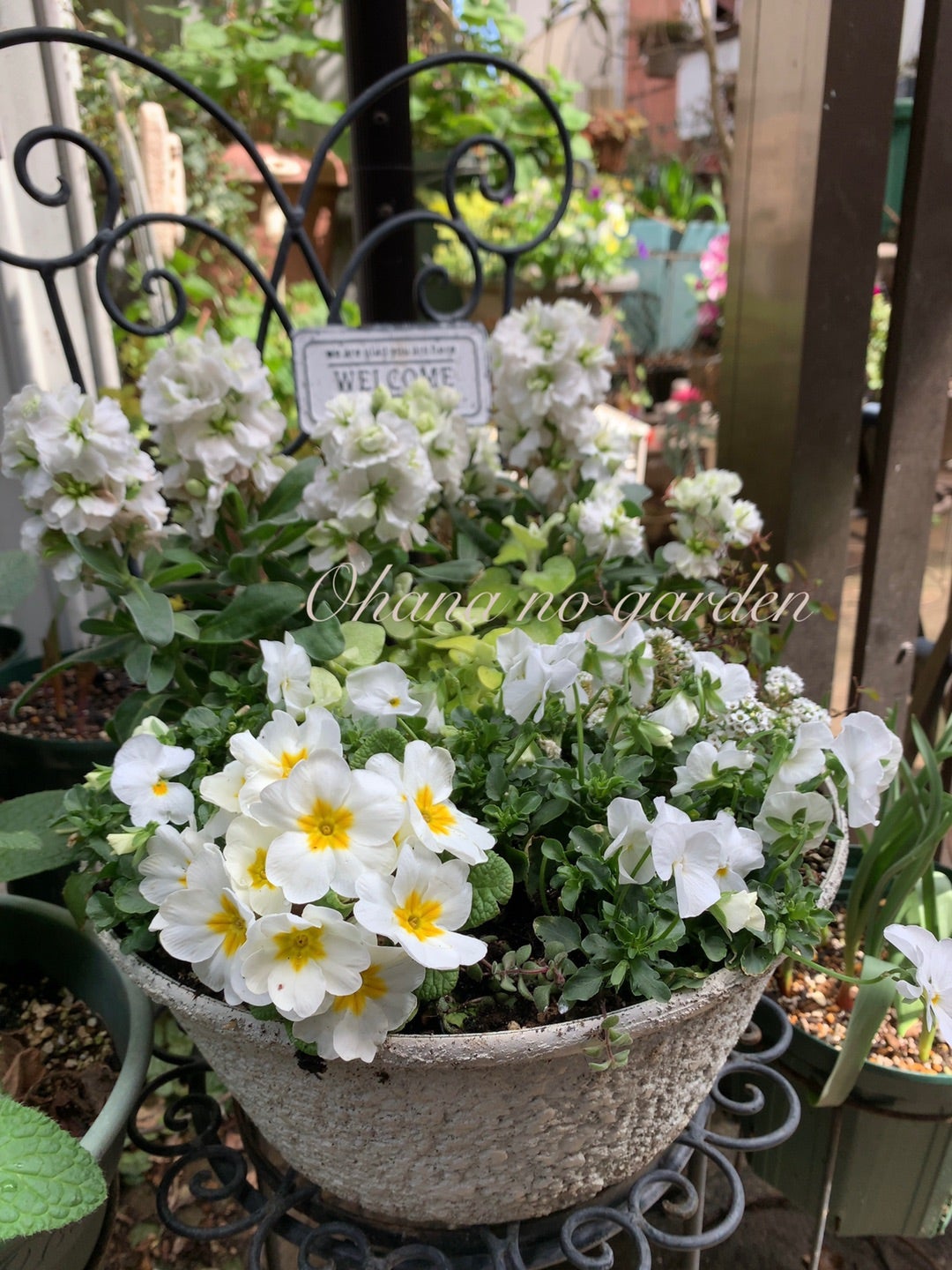 プリムラジュリアンの寄せ植え ビオラ 黒すずめの寄せ植え 画像 | お花