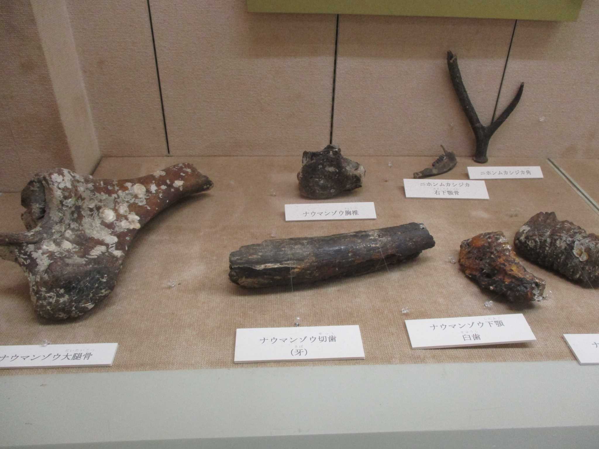 ナウマンゾウの化石」 瀬戸内海は陸地だった… | 五季逍遥のブログ