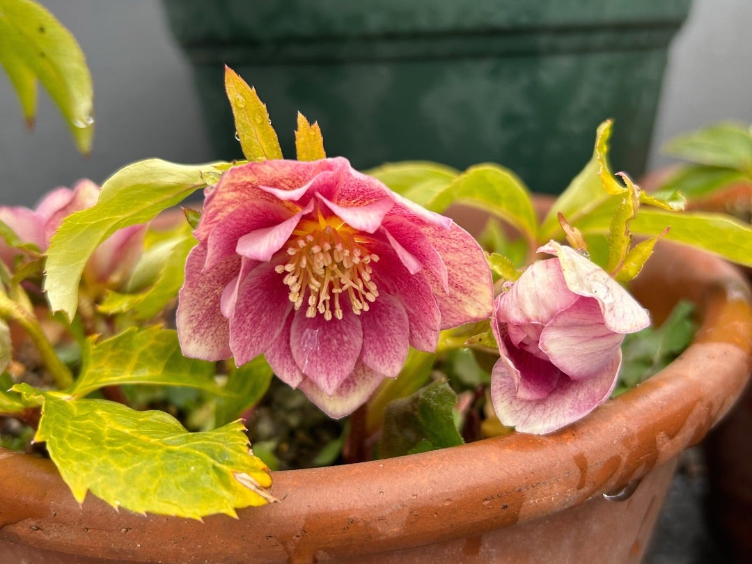 今朝のクリスマスローズ＊新たに咲いた子達＊ソレイユ＊ | Kazumi's Diary