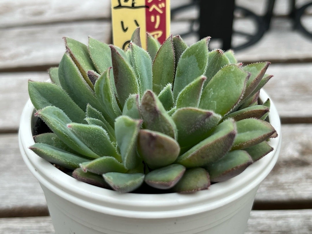 041 【迷いの森】おらいさん苗 ミックスベリア 成長記録 多肉植物