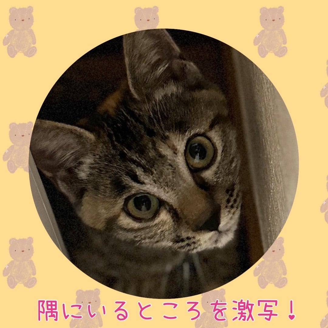 可愛いおんにゃの子、フジちゃん | ねこ組福岡中央譲渡会の参加猫たち❤️