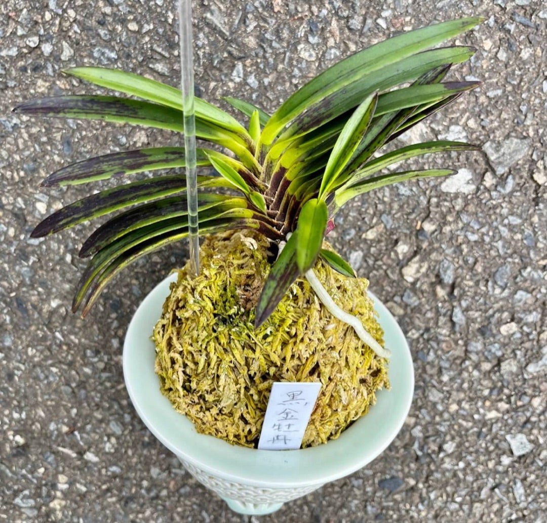 富貴蘭「漆黒黒牡丹」極上木② 富貴蘭【漆黒牡丹】 | 富貴蘭を楽しんで