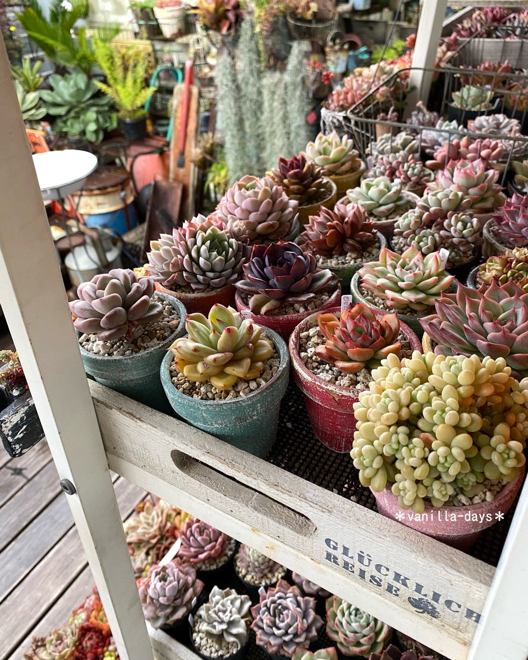 友達の素敵多肉ガーデン＆プラグ苗のオススメ(*Ü*)♬ | ＊vanilla-days＊