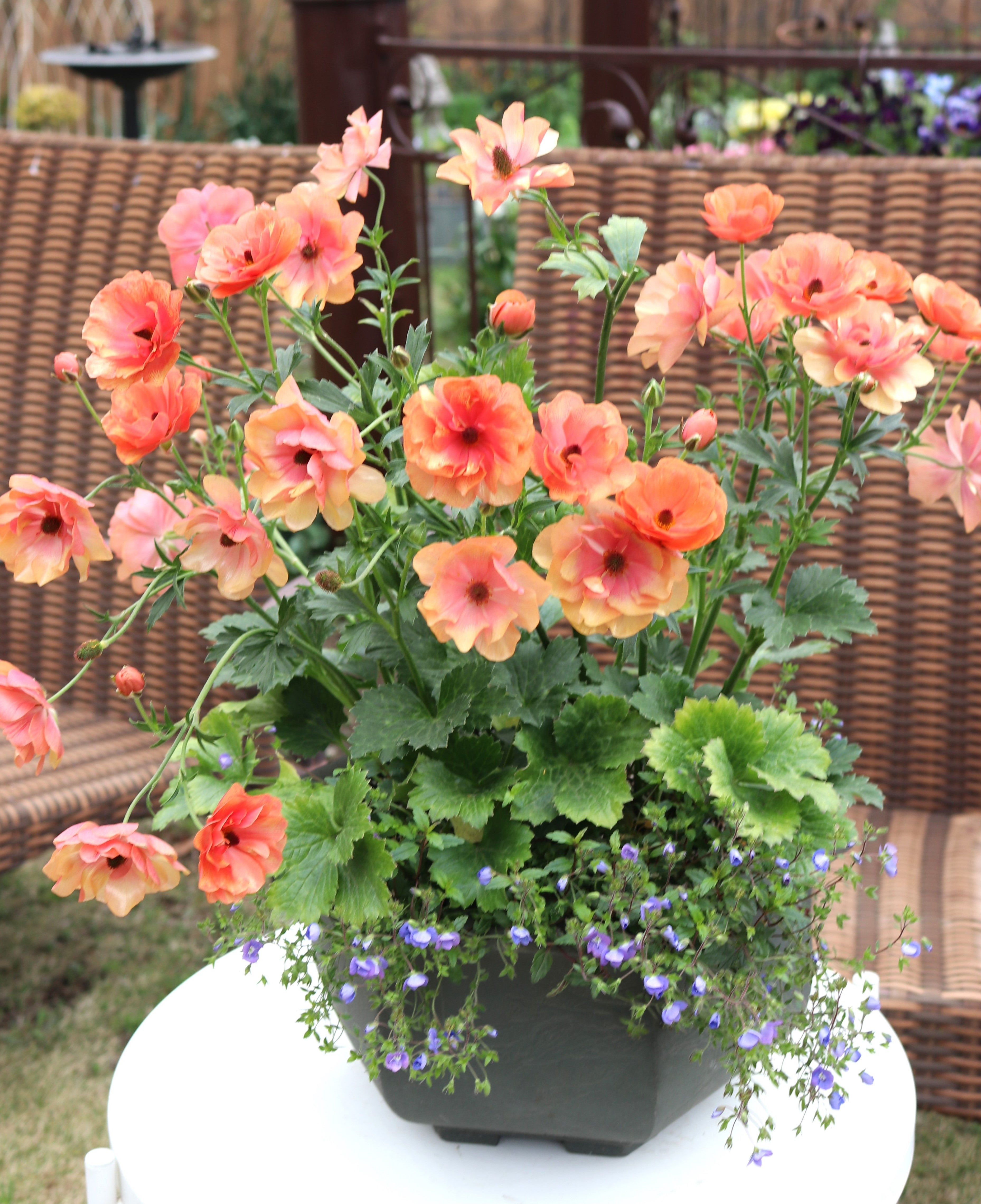 省スペースなラナンキュラスラックスの夏越し準備 | キヨミの