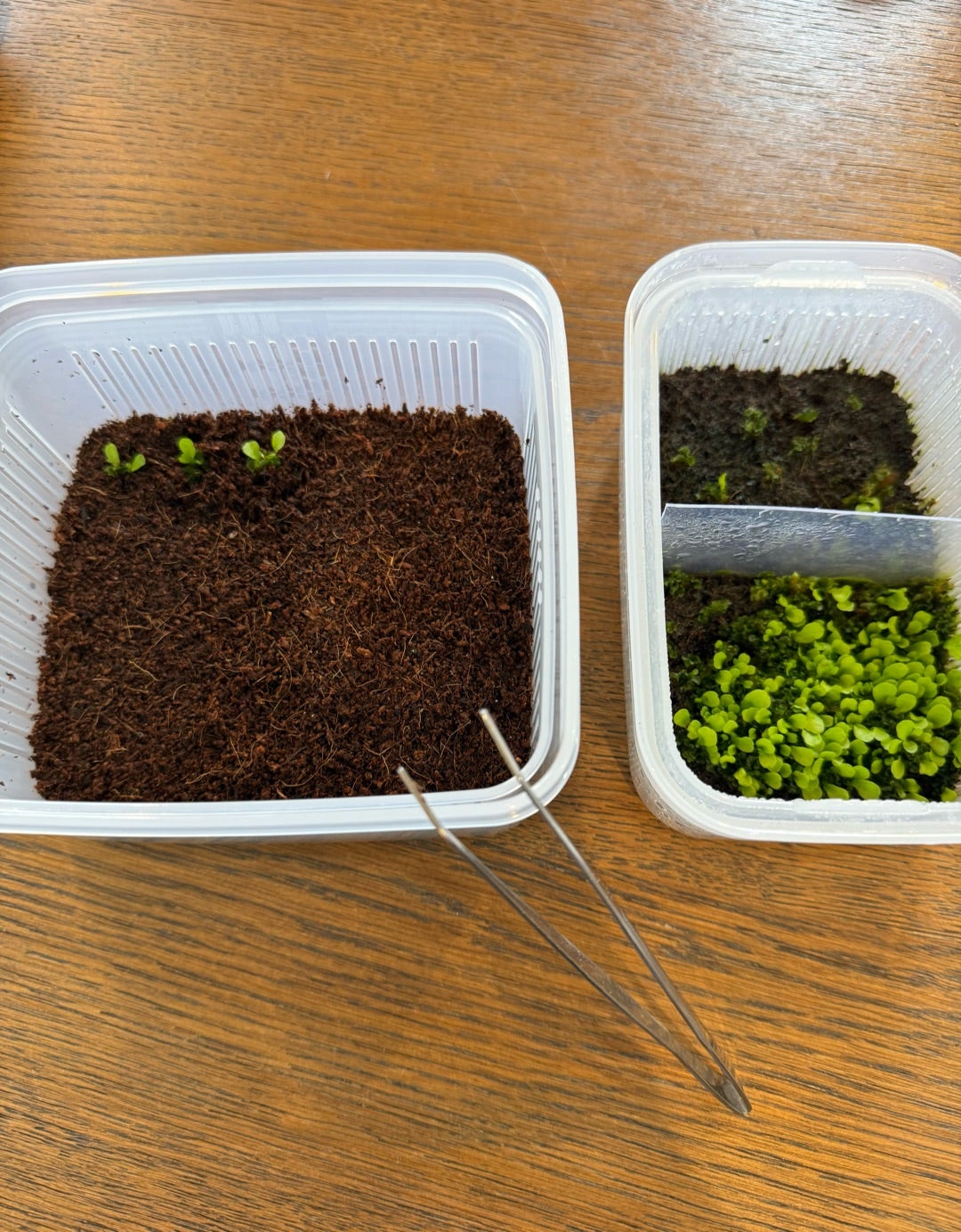 ビカクシダ 胞子培養の仕方④ 【スペーシング】 | calmplantsの