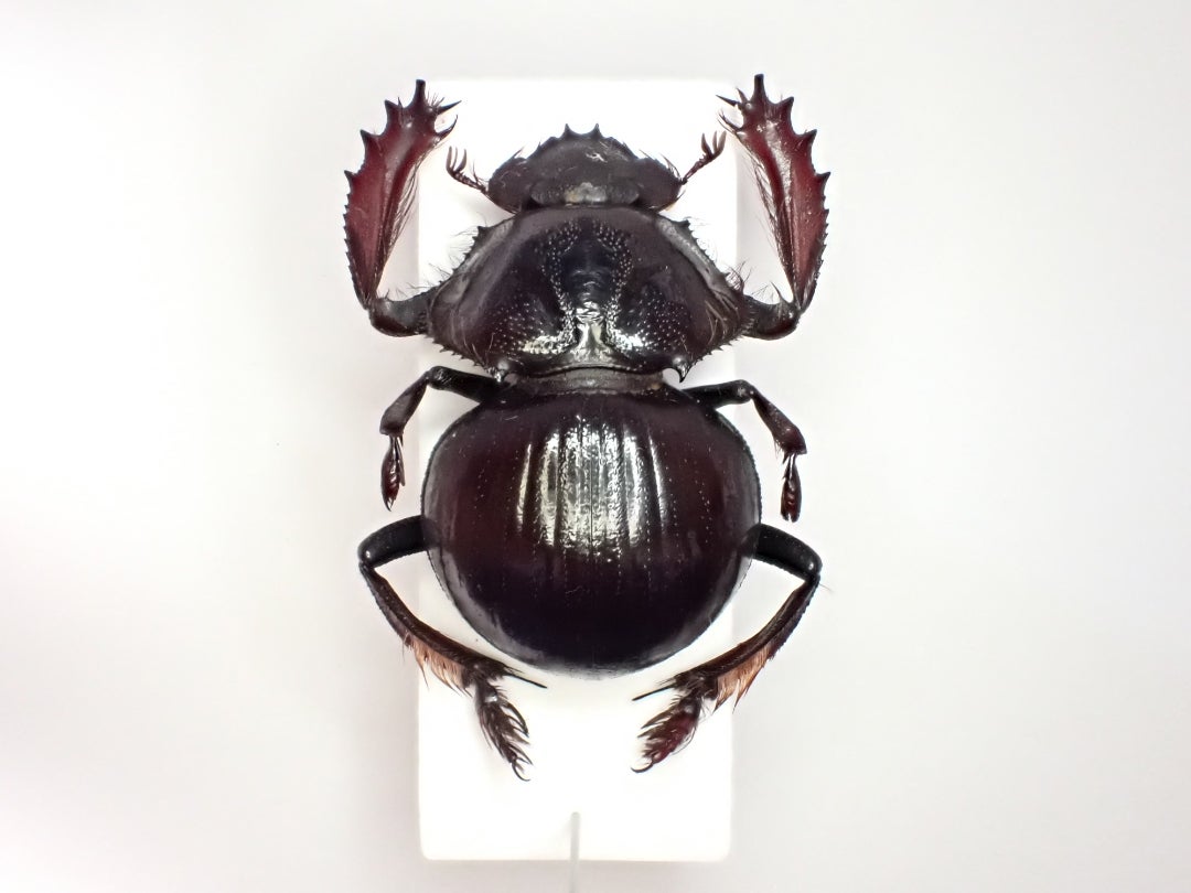 29mm♂】クモガタタマオシコガネに酷似のPachysoma schinzi 29mm