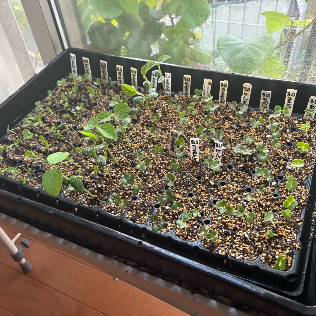 真夏のセル苗、枯らさない、徒長させない、ポイントは間引き、水やり