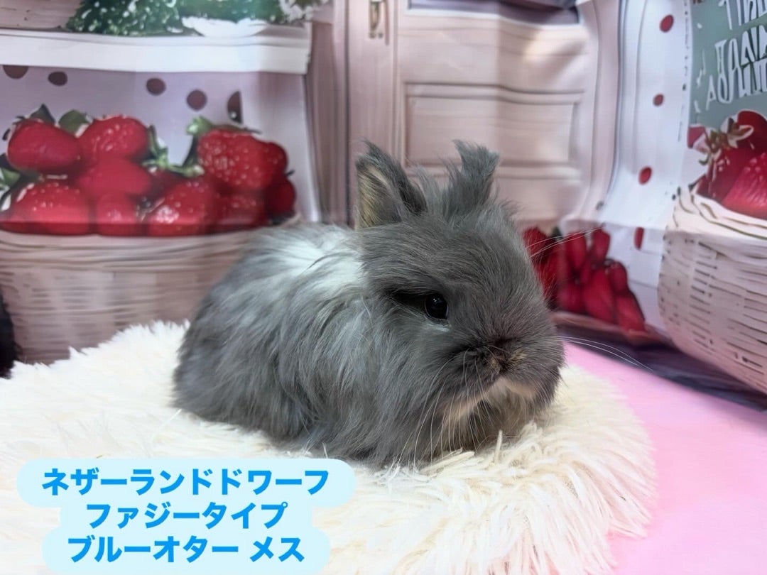 富山県のうさぎ専門店らららぱんさんのプロフィールページ