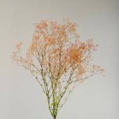 即日☆【プリザーブド】大地農園/スーパーソフトミニカスミ草・フレア