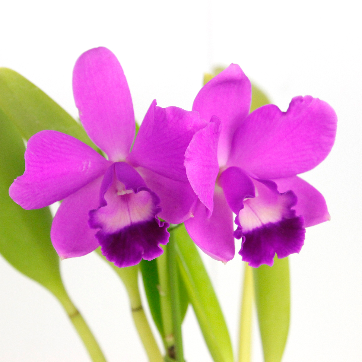 送料無料】【直前】ミニカトレア Lc.サクラキャンディー(ピンク系)3.5