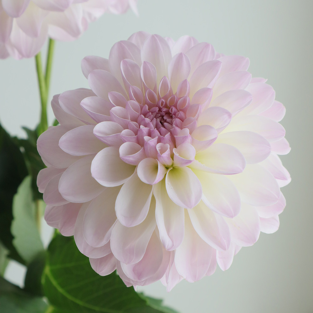 生花】ダリア ナマハゲトゥンク(淡いピンク) 50cm程度 ※商品説明お読み