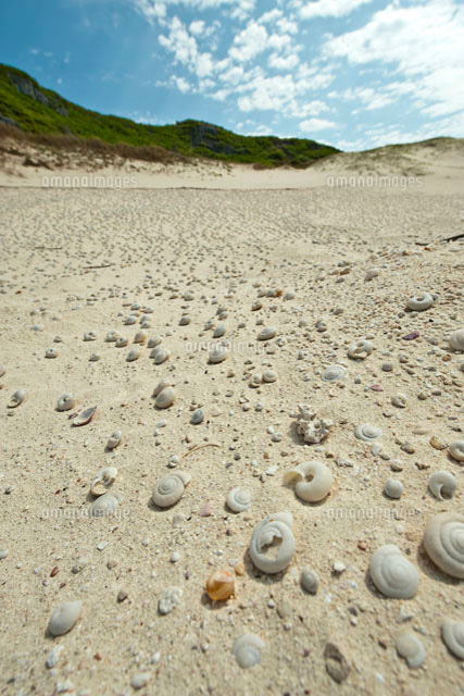 小笠原諸島南島 ヒロベソカタマイマイの化石群[10255001206]の写真