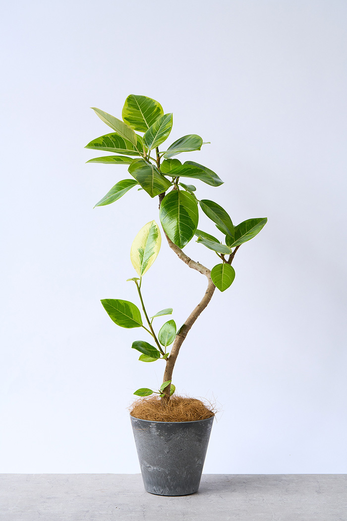 観葉植物 フィカス アルテシマ曲がり（6号鉢）｜HanaPrime（ハナプライム）