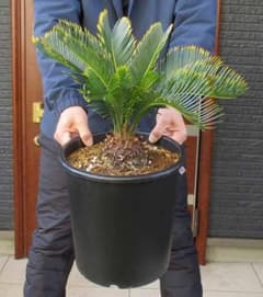 現品】キンカンソテツ／金冠蘇鉄 9号 4C番 - メルカリ