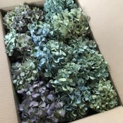 紫陽花ドライフラワー O4 80サイズ 北海道産 - メルカリ