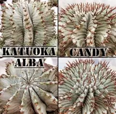 2026年最新】勝岡アルバの人気アイテム - メルカリ