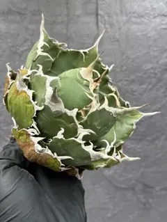 2026年最新】大株 アガベの人気アイテム - メルカリ