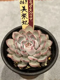 2026年最新】美紫妃の人気アイテム - メルカリ