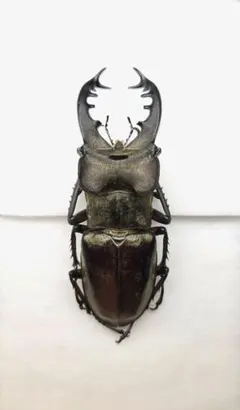 2026年最新】ミヤマクワガタ 標本の人気アイテム - メルカリ