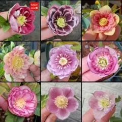 2026年最新】クリスマスローズ?の人気アイテム - メルカリ