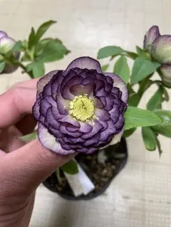 2026年最新】加藤農園 アフロディーテの人気アイテム - メルカリ