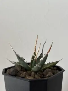 2026年最新】エボリスピナ陽炎の人気アイテム - メルカリ