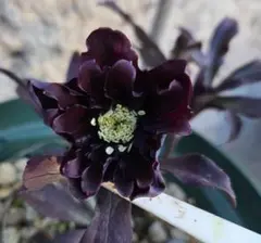 2026年最新】クリスマスローズ ブラックマジックの人気アイテム - メルカリ