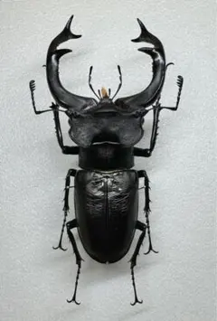 2026年最新】ユダイクスミヤマの人気アイテム - メルカリ