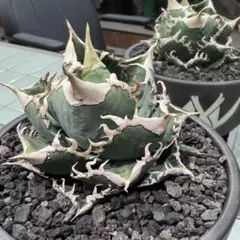 2026年最新】大白鯊 lizeの人気アイテム - メルカリ