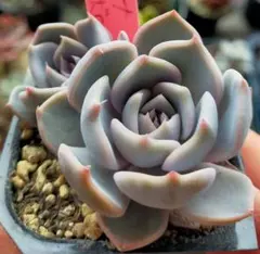 2026年最新】ルイパパさん苗の人気アイテム - メルカリ