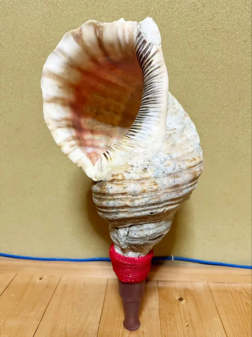 2026年最新】法螺貝 紐の人気アイテム - メルカリ