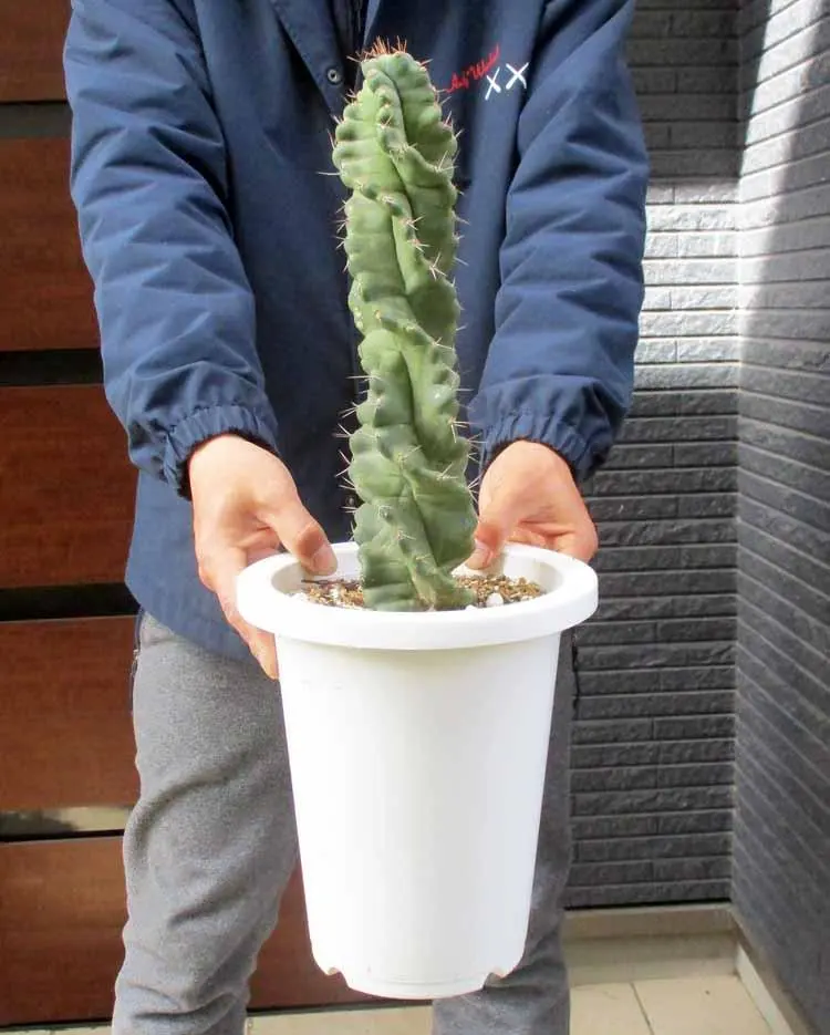 2026年最新】サボテン スピラリスの人気アイテム - メルカリ