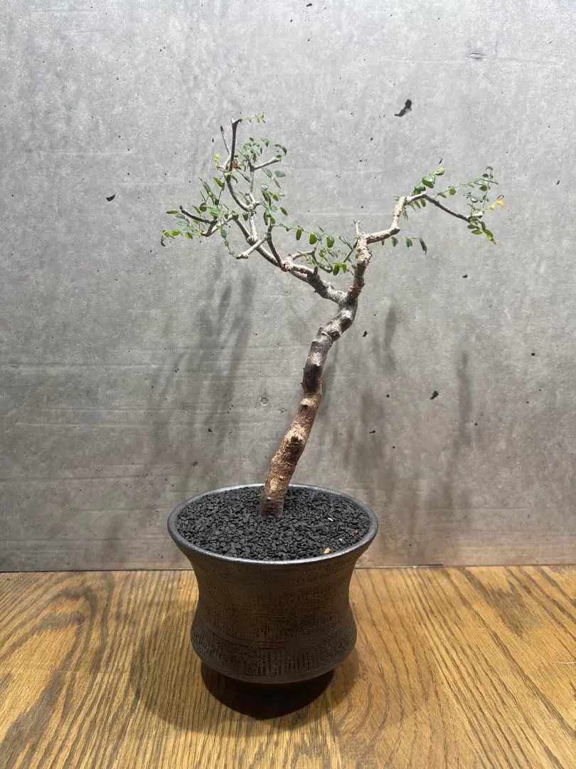 2026年最新】コミフォラモンストローサの人気アイテム - メルカリ