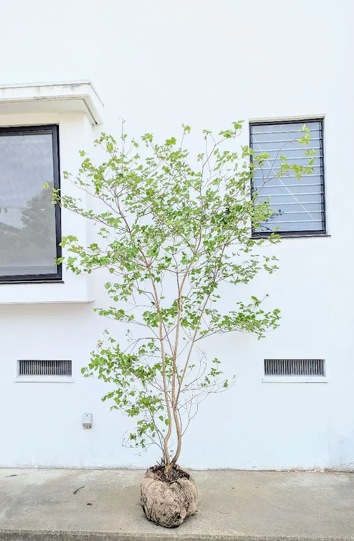 2026年最新】山採り ミツバツツジの人気アイテム - メルカリ