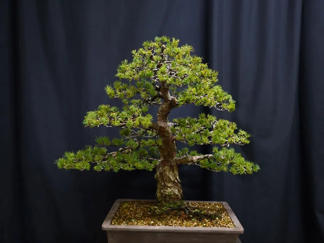 2026年最新】瑞祥 盆栽の人気アイテム - メルカリ