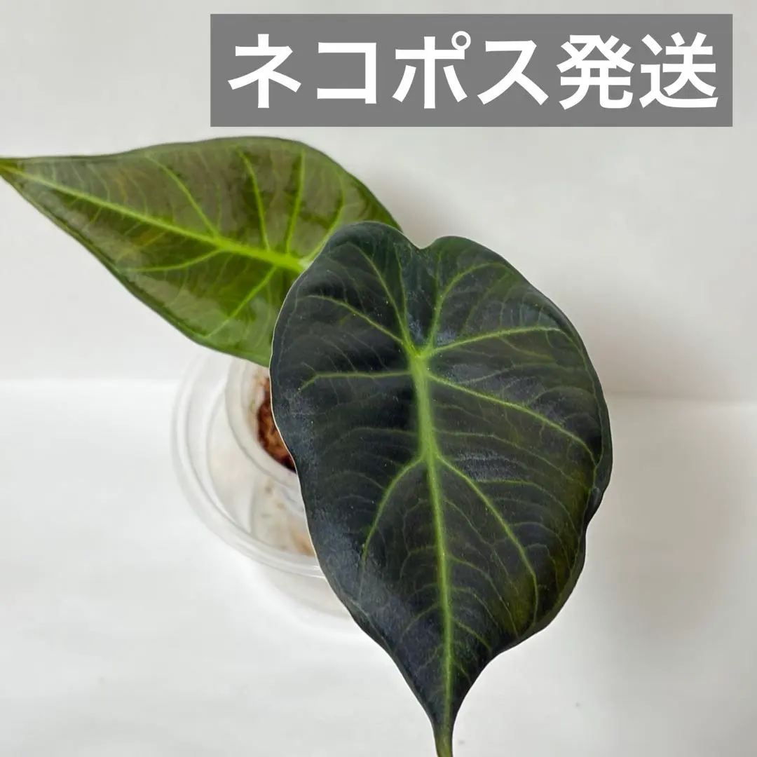 2026年最新】リーガルシールズの人気アイテム - メルカリ