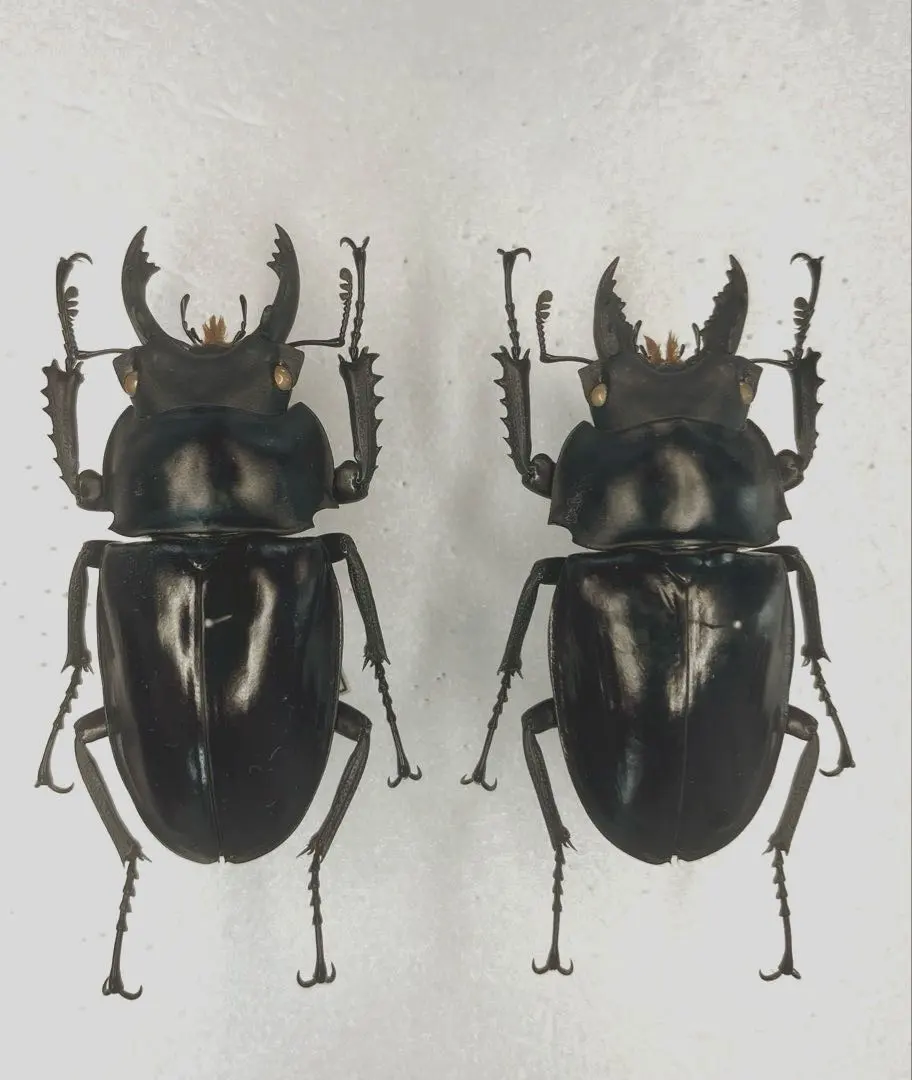 2026年最新】マルバネクワガタ 標本の人気アイテム - メルカリ