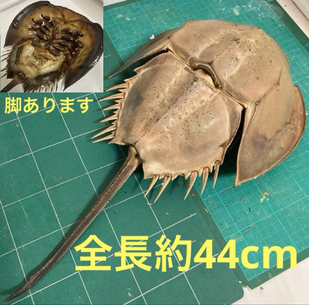 2026年最新】カブトガニ標本の人気アイテム - メルカリ