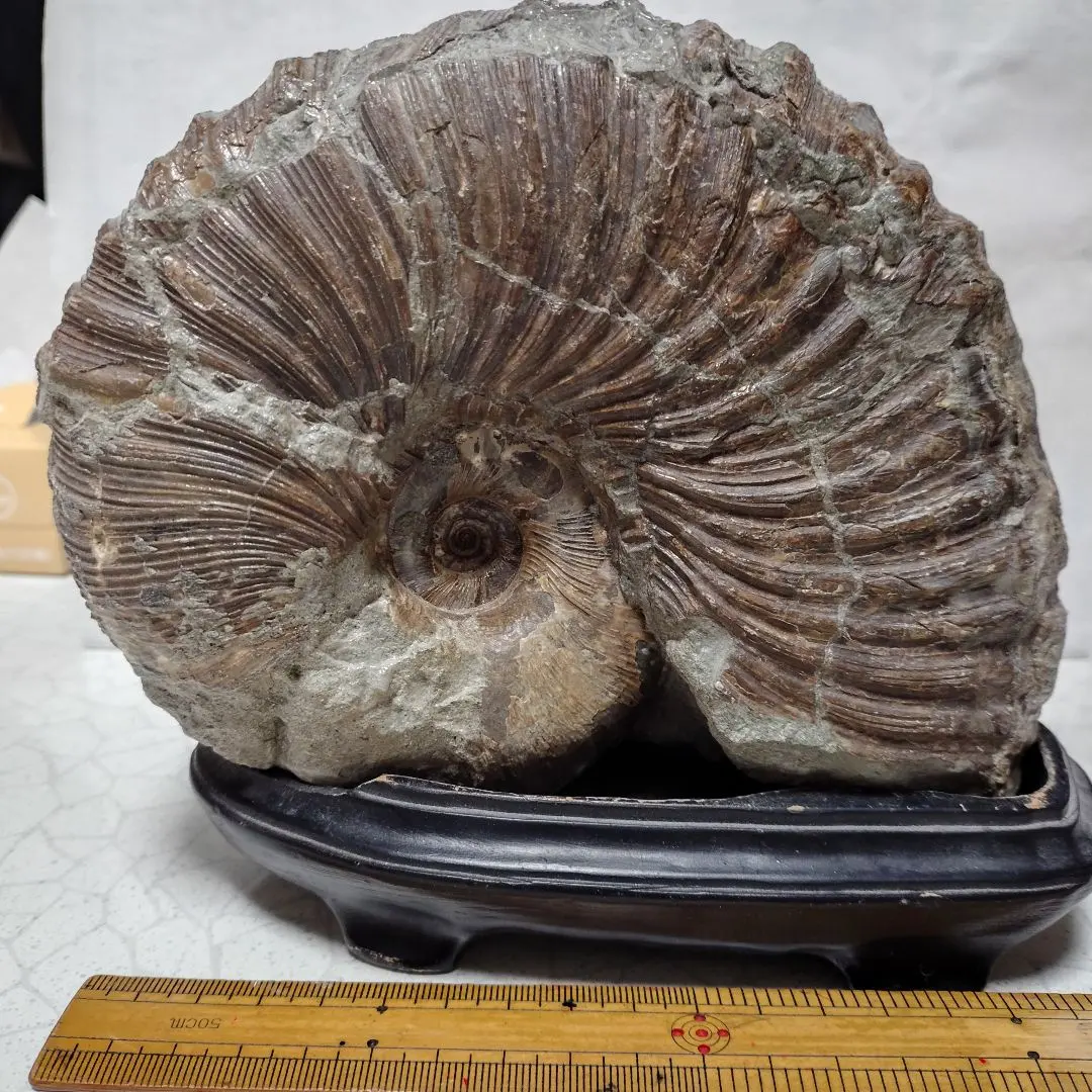 2026年最新】アンモナイト 北海道の人気アイテム - メルカリ