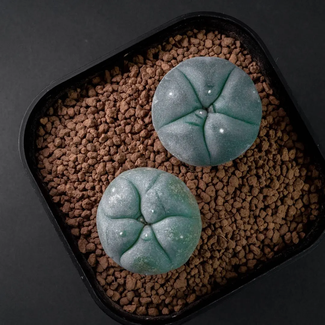 2026年最新】疣銀冠の人気アイテム - メルカリ