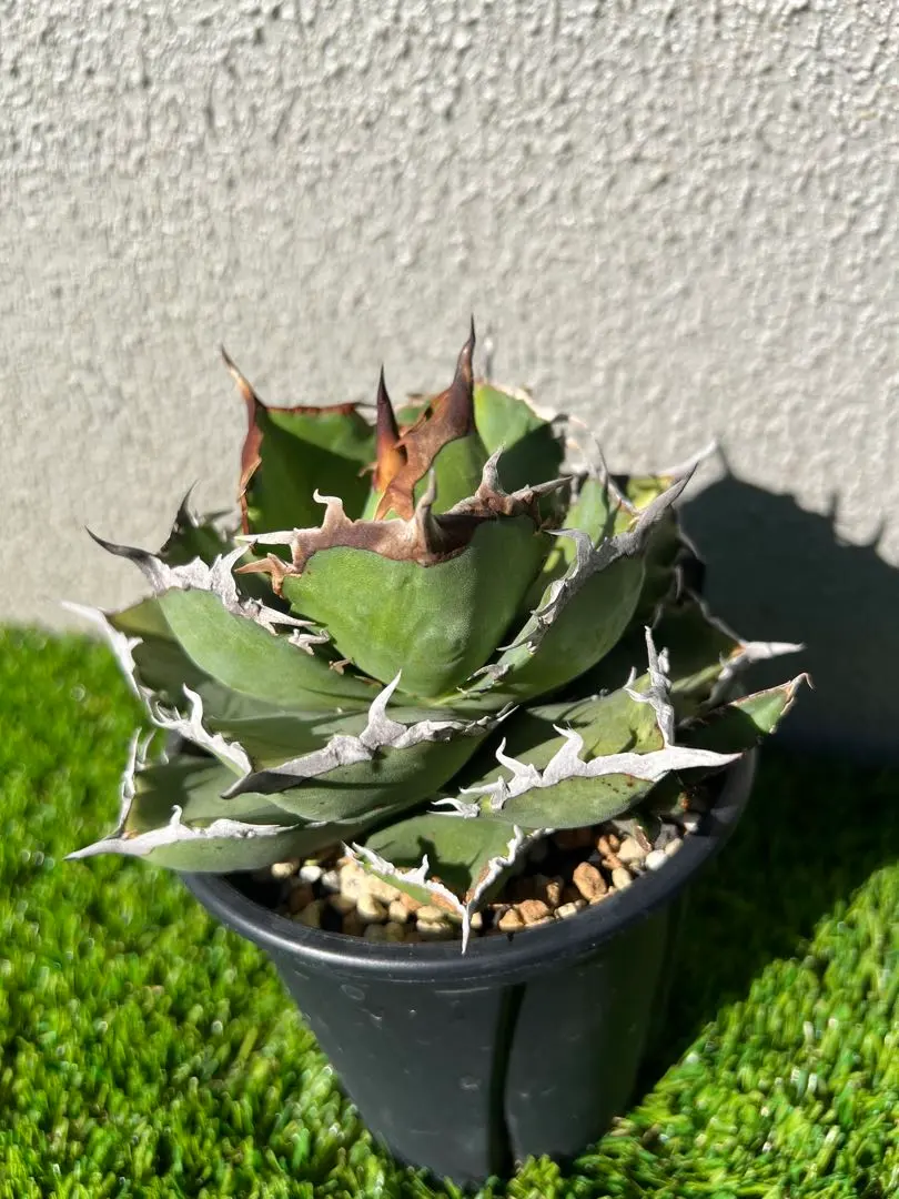 2026年最新】黒犀牛の人気アイテム - メルカリ