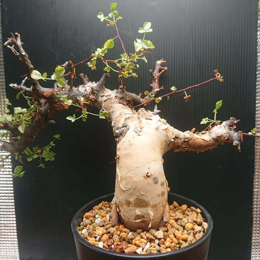 2026年最新】パキプス 現地球の人気アイテム - メルカリ