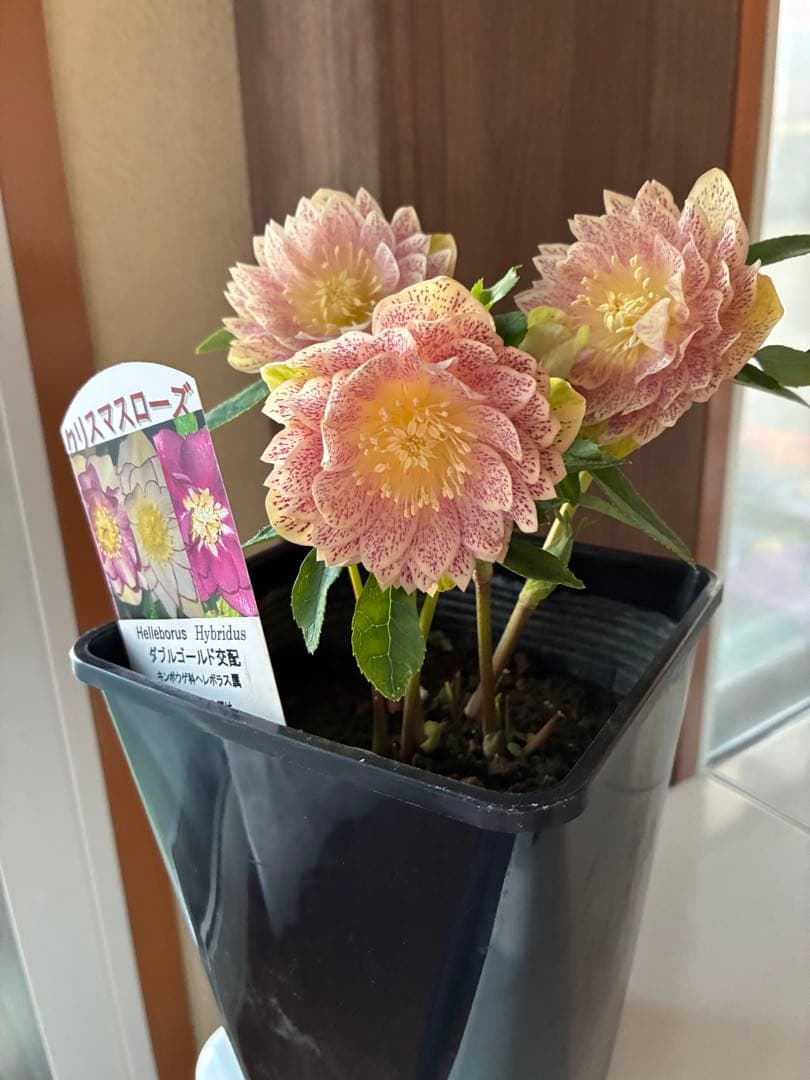 ♡野田園芸♡ フルミストゴールド