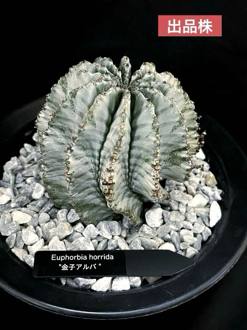 ユーフォルビアホリダ 金子アルバ 親株 極選抜